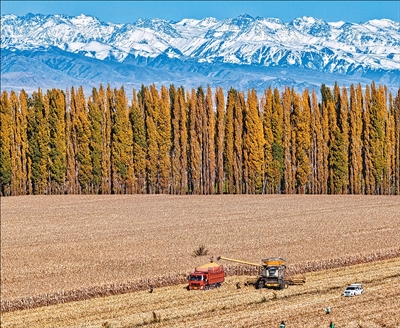 好的股票配资平台 全国秋粮收获过六成